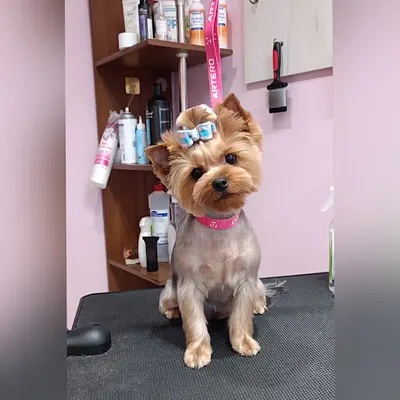 Salon pielęgnacji zwierząt "Czyste łapki"